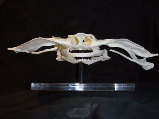 シロシュモクザメ頭骨レプリカ
