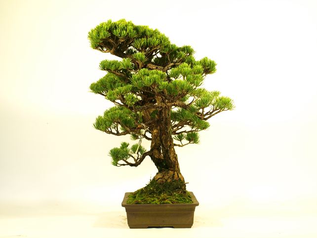 五葉松盆栽 双幹 No.a7-6 | 五葉松 専門盆栽園 松風園(しょうふうえん