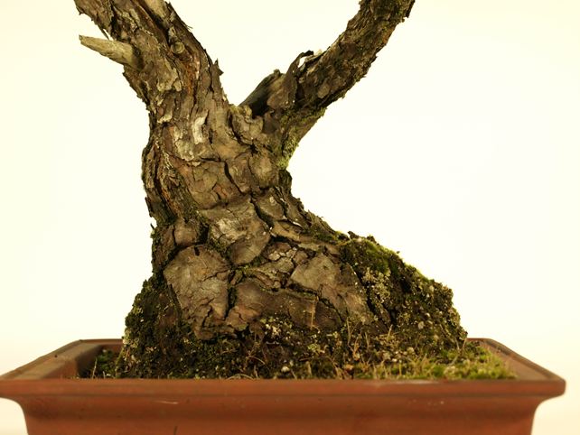 五葉松盆栽 双幹 No.a9-20 | 五葉松 専門盆栽園 松風園(しょうふうえん