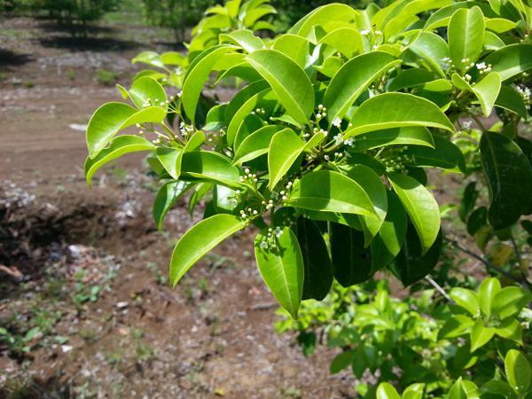 ソヨゴの雌雄判別 ～再～ | 八進緑産株式会社