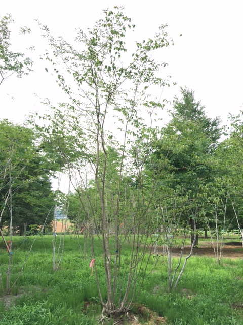 ヤマボウシ 山採り | 八進緑産株式会社