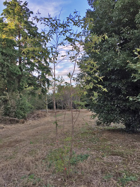 山採り天然木 リョウブ 株立ち 約3.5m | 八進緑産株式会社