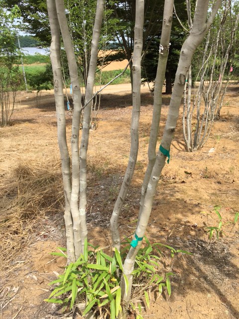 8/25】山採り アオハダ 株立 メス 5m | 八進緑産株式会社