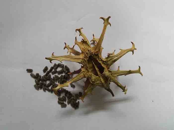 ライオンゴロシの到来: 学芸員の独り言