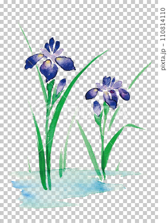 菖蒲の花の水彩イラストのイラスト素材 [110814110] - PIXTA