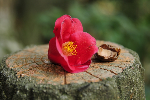 Ai AF ZoomNikkor 24-85mm f/2.8-4D IF レビュー