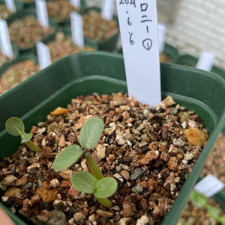 パキポディウム属 バロニー実生育成記録①│多肉丸｜多肉植物育・塊根