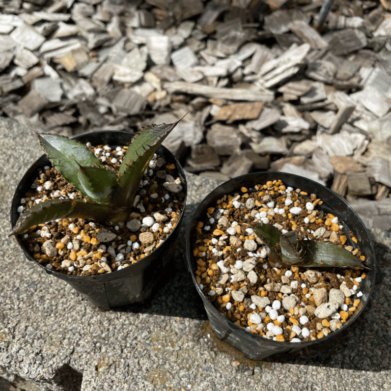 アガベ チタノタ 子株育成記録│多肉丸｜多肉植物育・塊根植物の育成販売