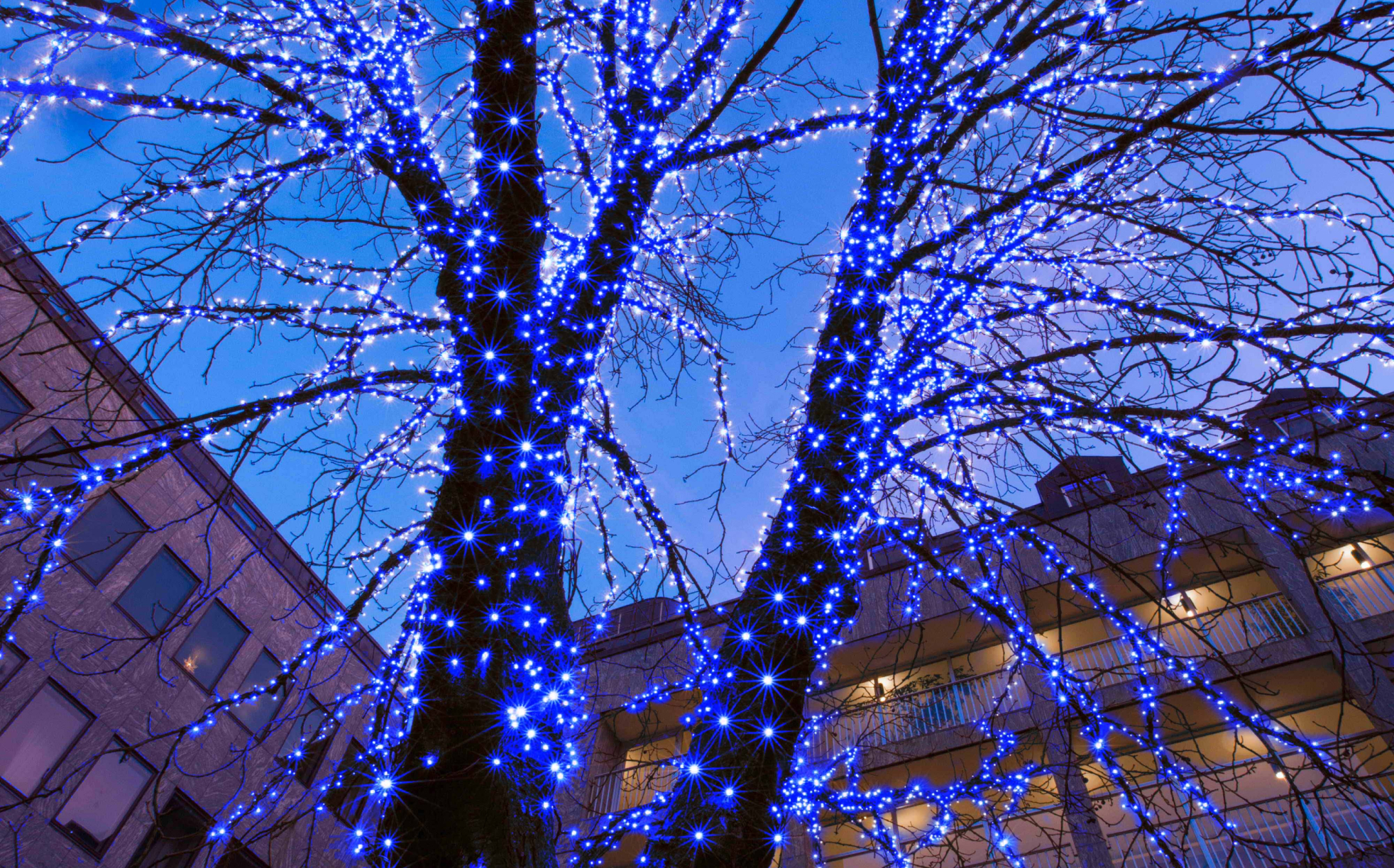 dual-string-lite | イルミネーションなら「株式会社タカショー