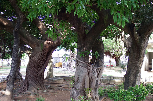 亜熱帯の樹木 奄美のガジュマル ② 奄美大島の神秘「カジュマル」とは