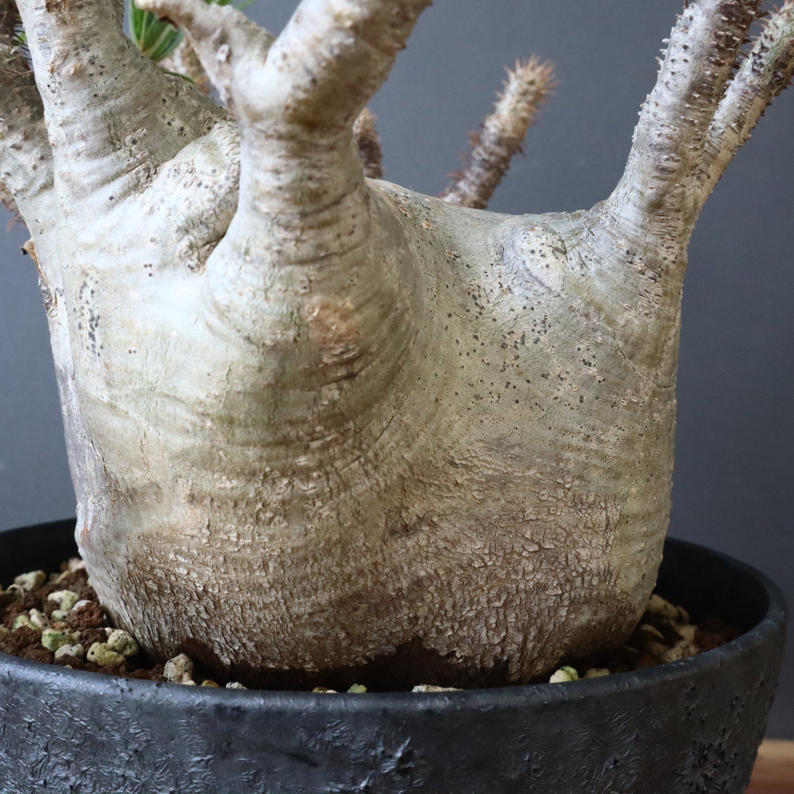 中川智治陶器鉢】P.グラキリス 215【綴化】 – TaiShoDo ONLINE SHOP