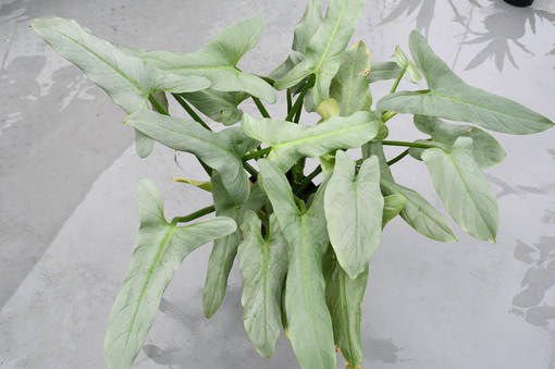 フィロデンドロン「シルバーソード」栽培記（2021年8月）: ROAD TO NOWHERE