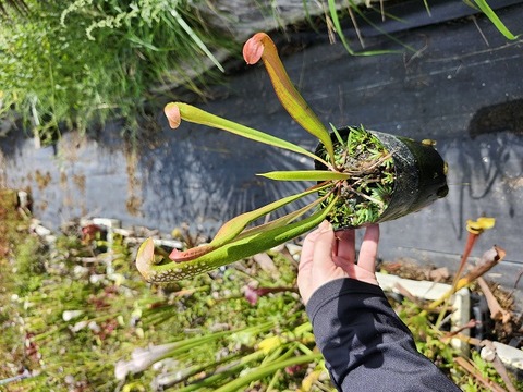 商品一覧 - Y's Exotics （山田食虫植物農園）
