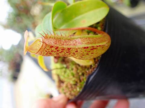 商品一覧 - Y's Exotics （山田食虫植物農園）