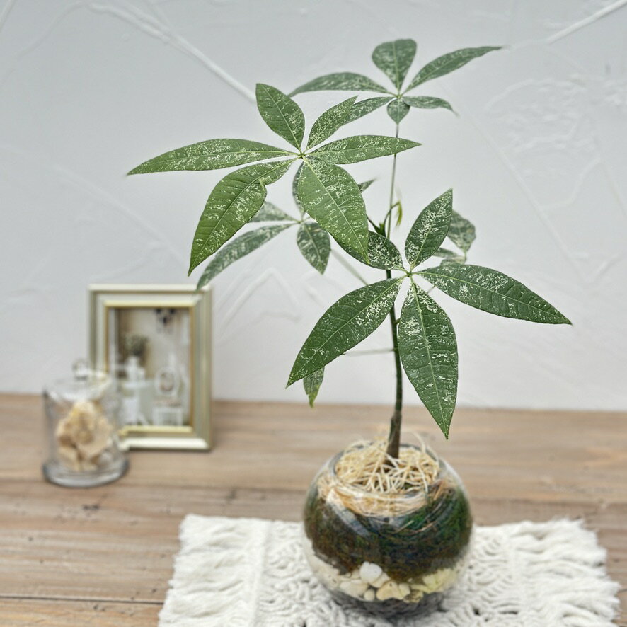 楽天市場】ミルキーウェイ パキラの通販