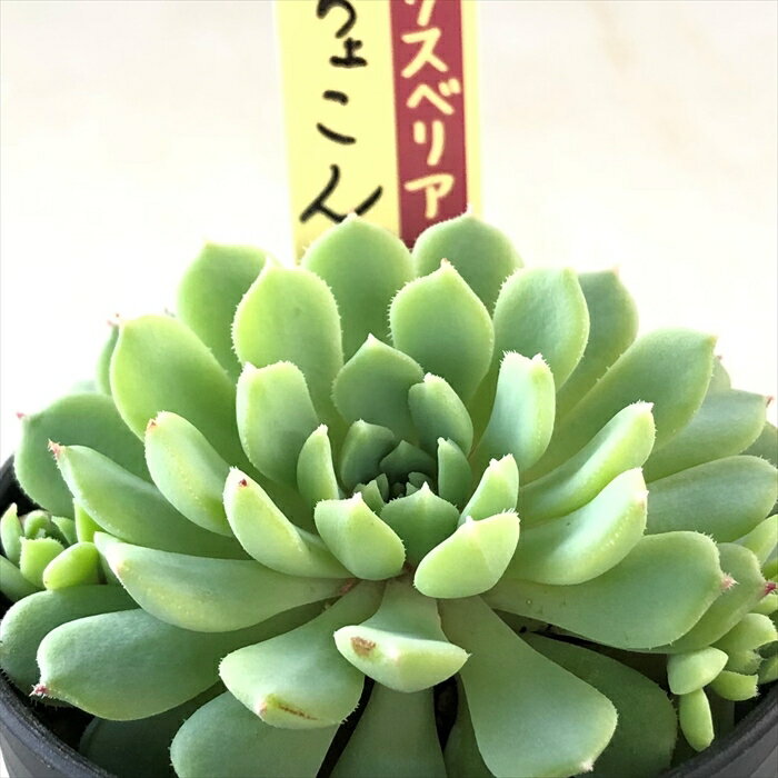 008【ちょこん】おらいさん苗 ミックスベリア 成長記録 多肉植物