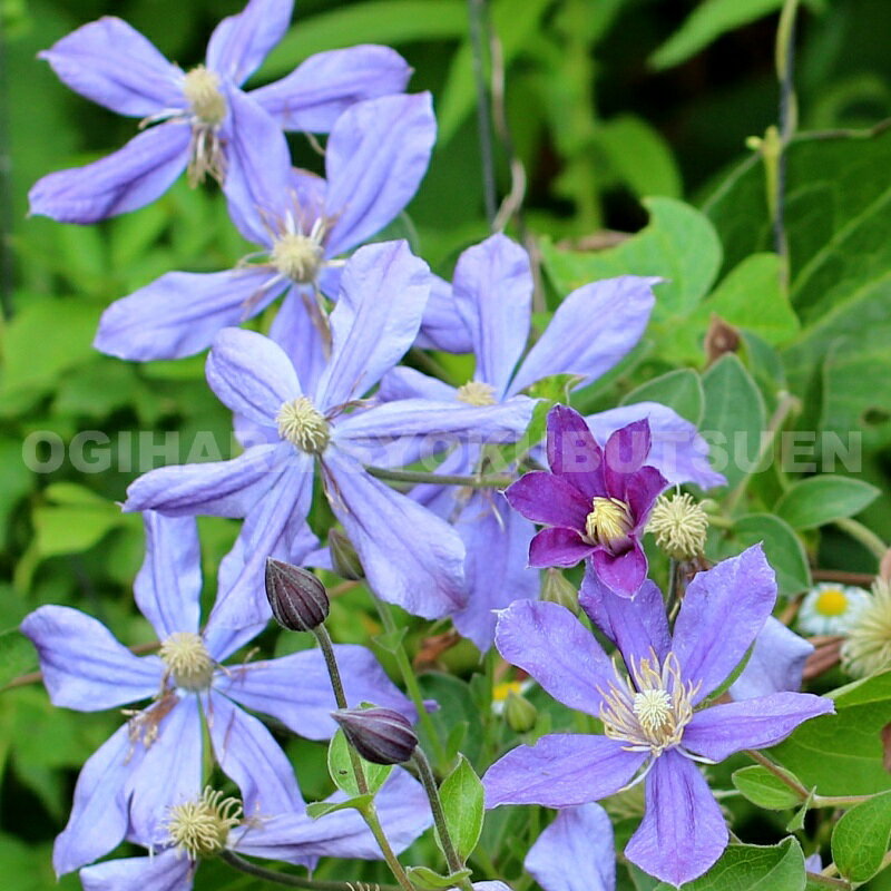 楽天市場】クレマチス 1年 苗の通販