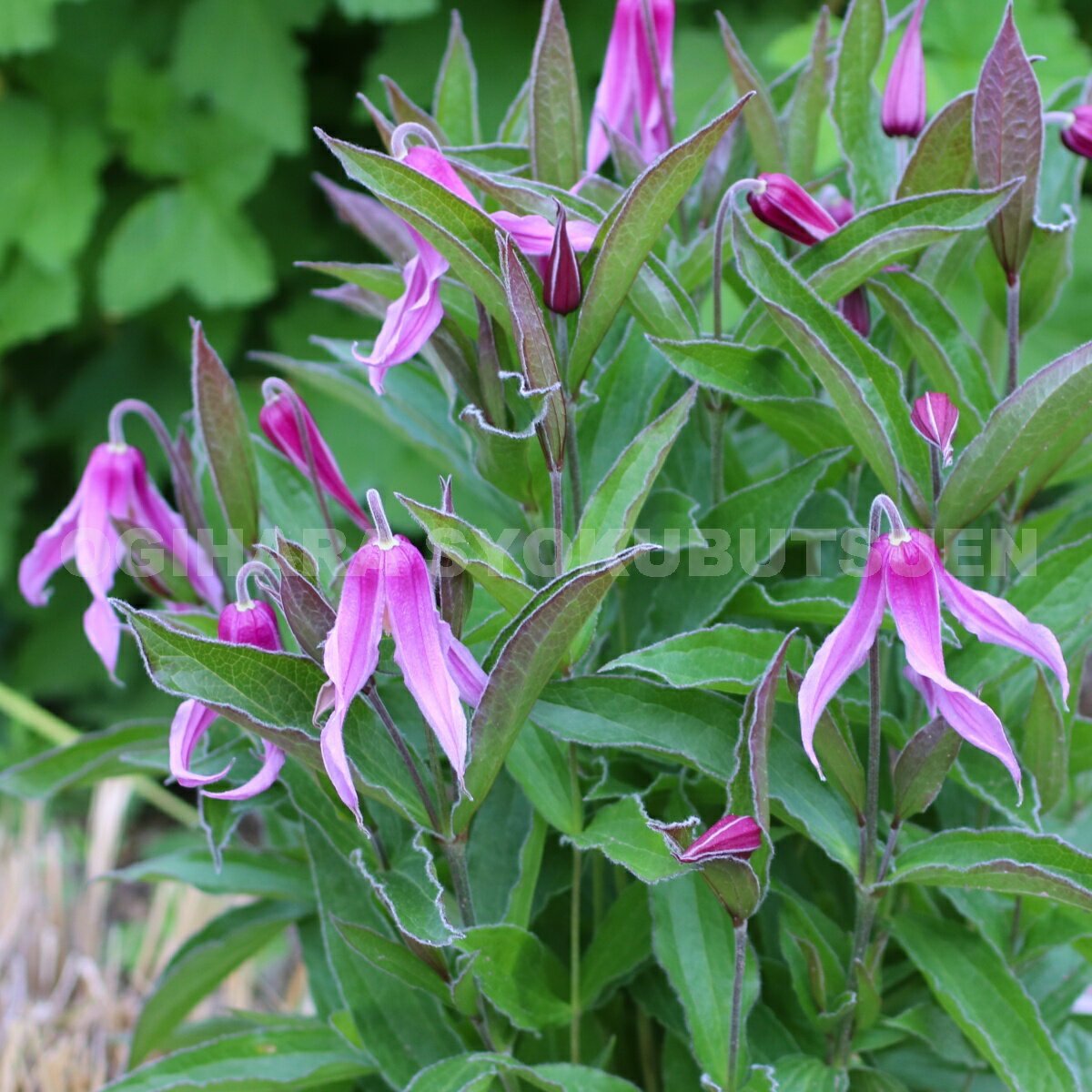 楽天市場】宿根草クレマチスの通販