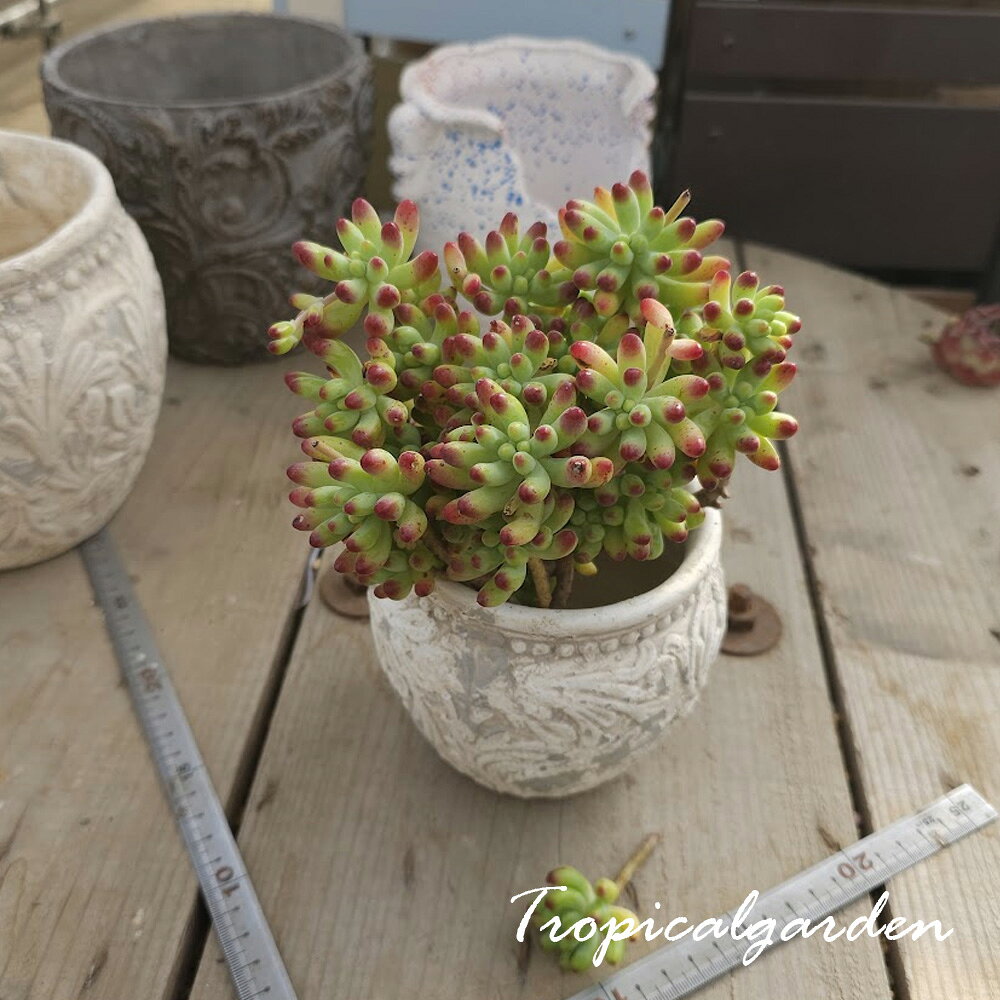 楽天市場】乙女心 多肉植物の通販