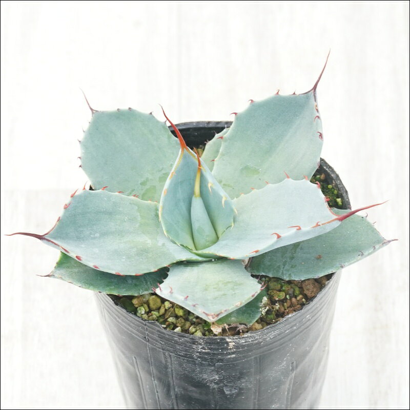 楽天市場】アガベ パリー（観葉植物｜花・観葉植物）：花・ガーデン