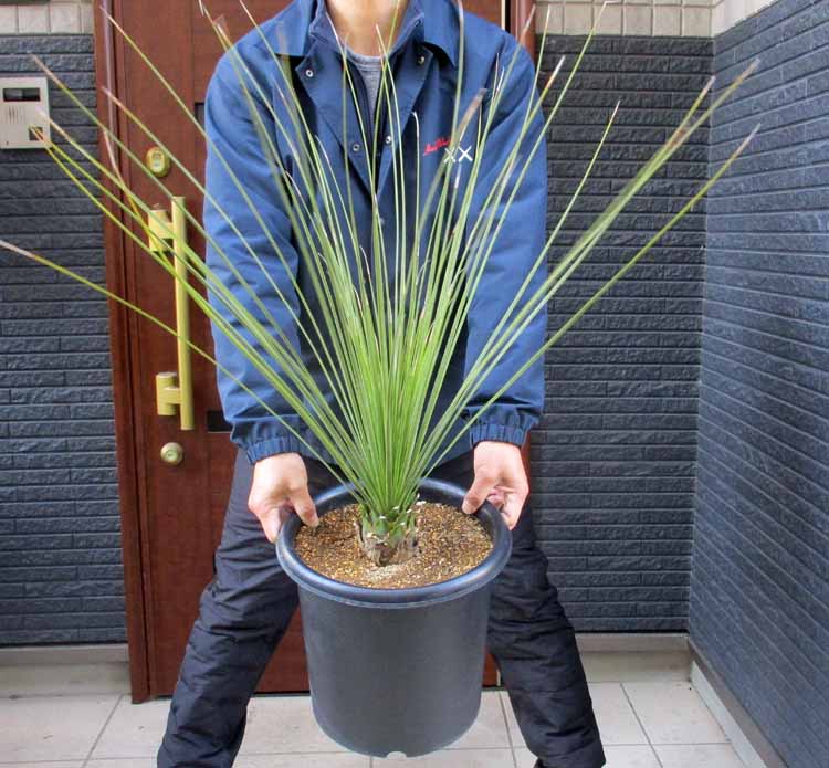 楽天市場】ダシリリオン（観葉植物｜花・観葉植物）：花・ガーデン