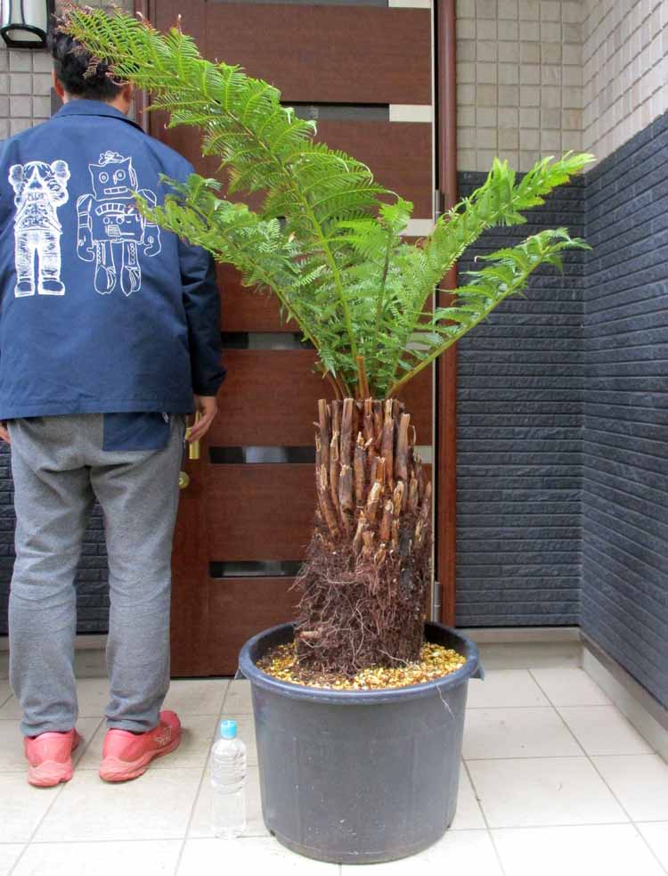 楽天市場】ディクソニア・アンタルクティカ（観葉植物｜花・観葉植物