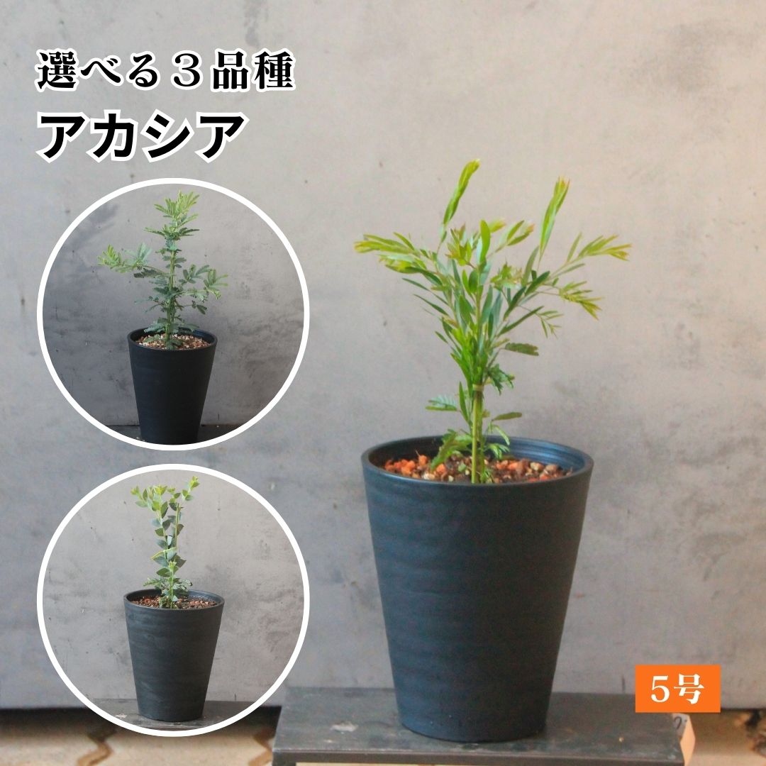 楽天市場】アカシア テレサ 鉢の通販