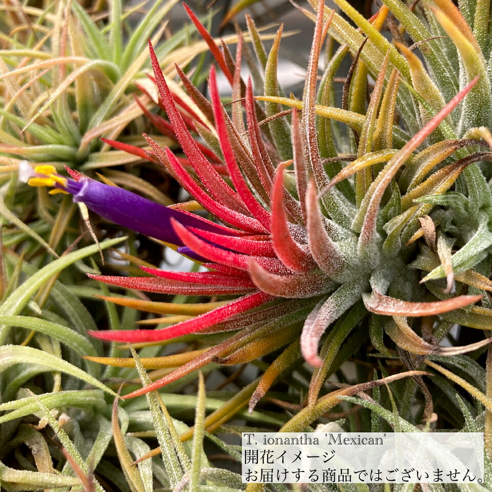 楽天市場】tillandsia ionanthaの通販