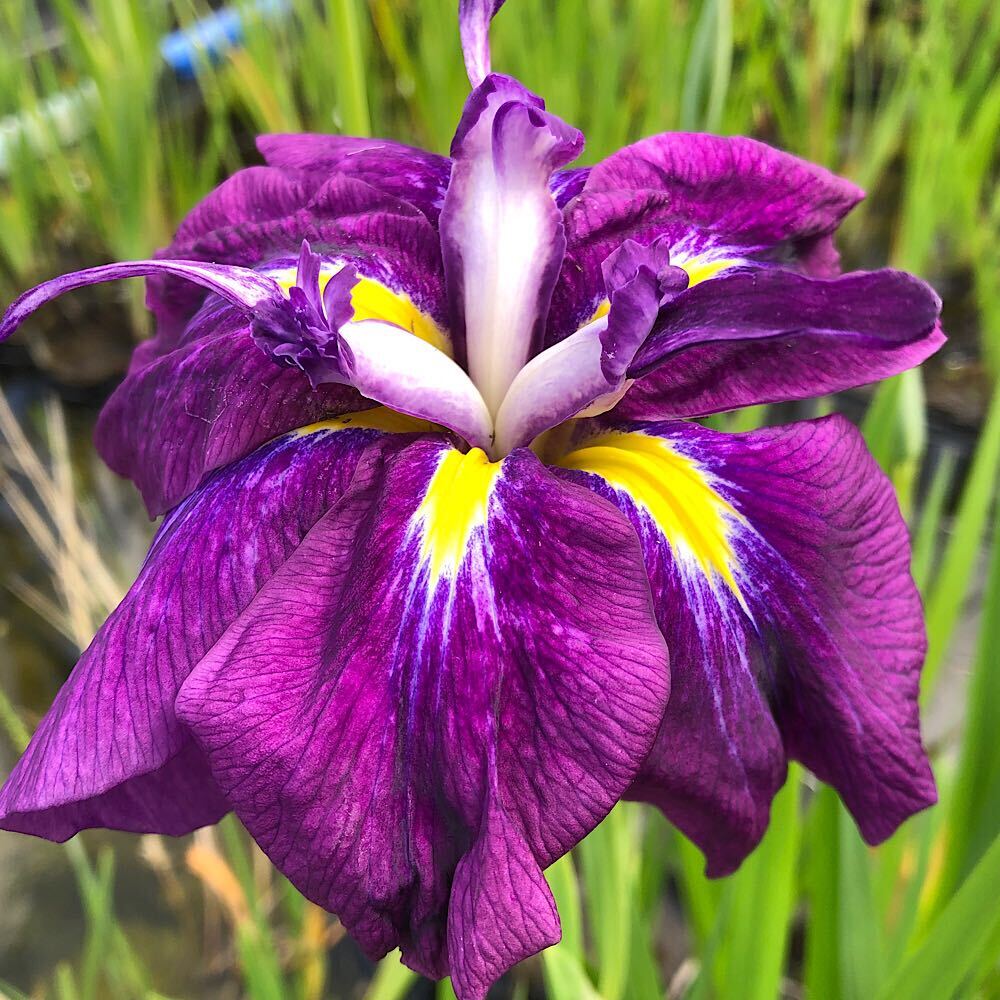 楽天市場】菖蒲 苗の通販