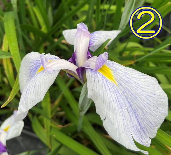 楽天市場】菖蒲 苗の通販