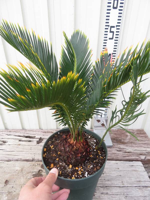 楽天市場】金環ソテツの通販