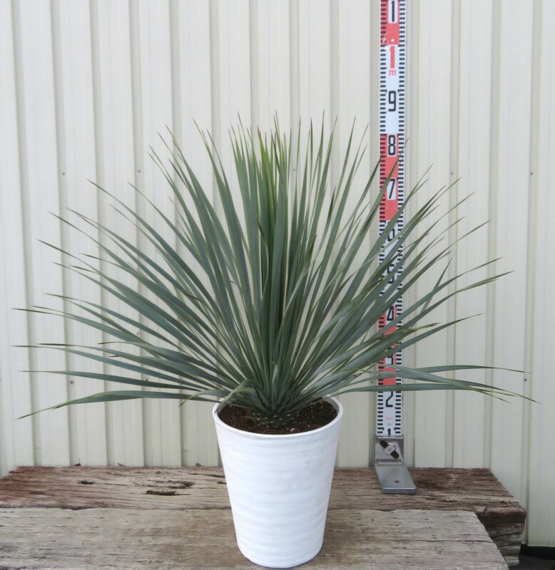 楽天市場】ユッカ ロストラータ（サイズ（植木鉢）7 ～ 9号）（花