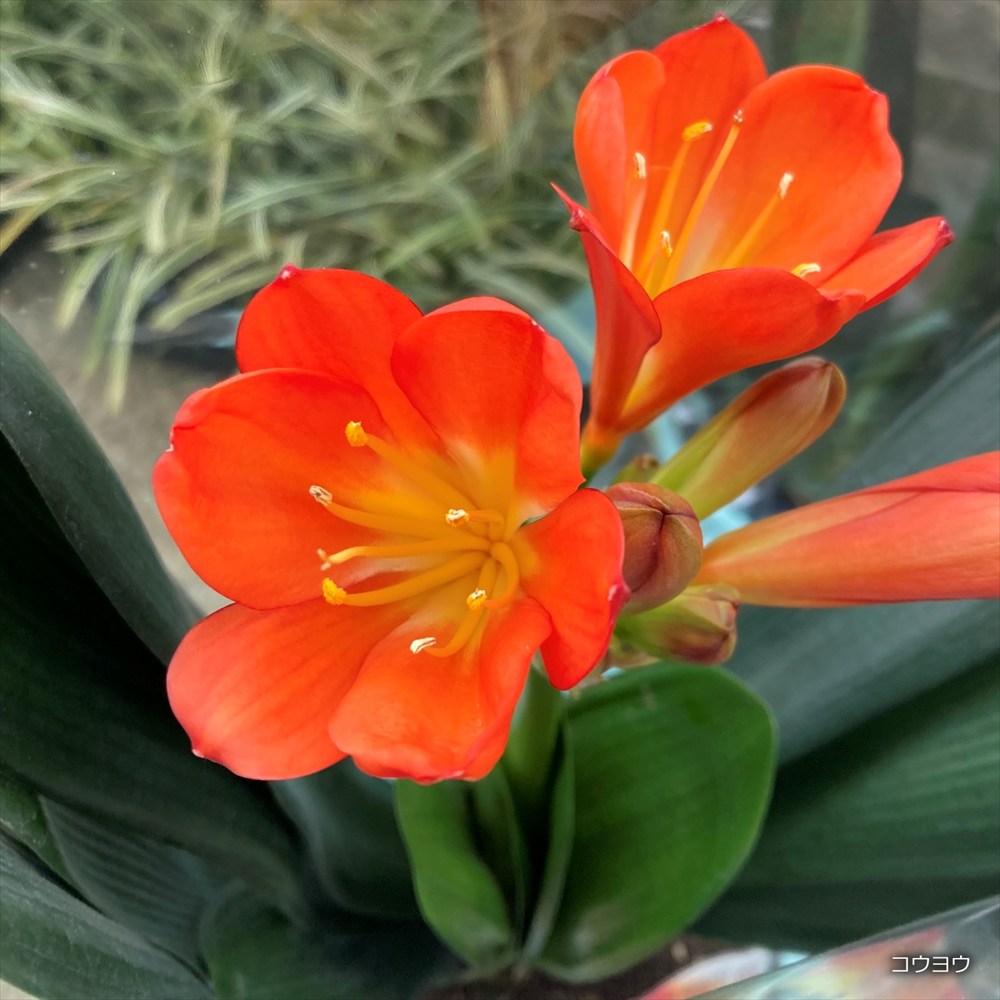 楽天市場】君子蘭（種類（植物）ラン）の通販