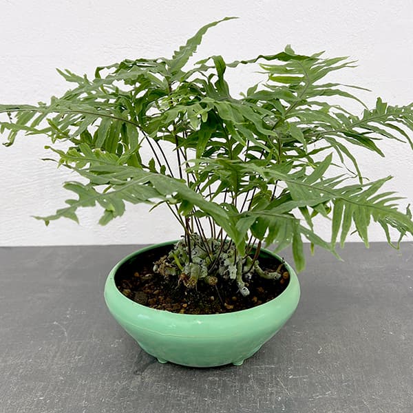 楽天市場】着生シダ（観葉植物｜花・観葉植物）：花・ガーデン・DIYの通販