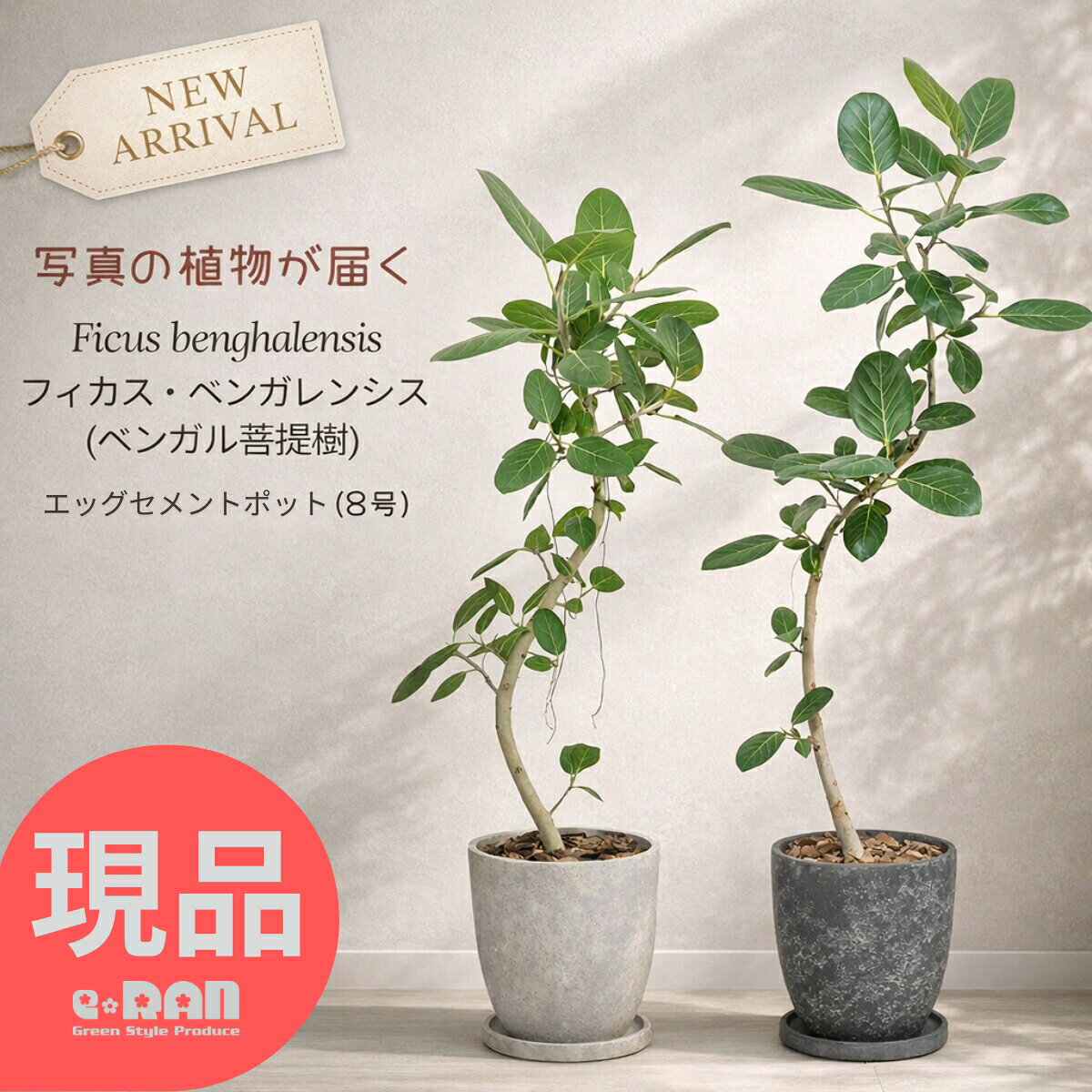 楽天市場】ベンガレンシス 7号の通販