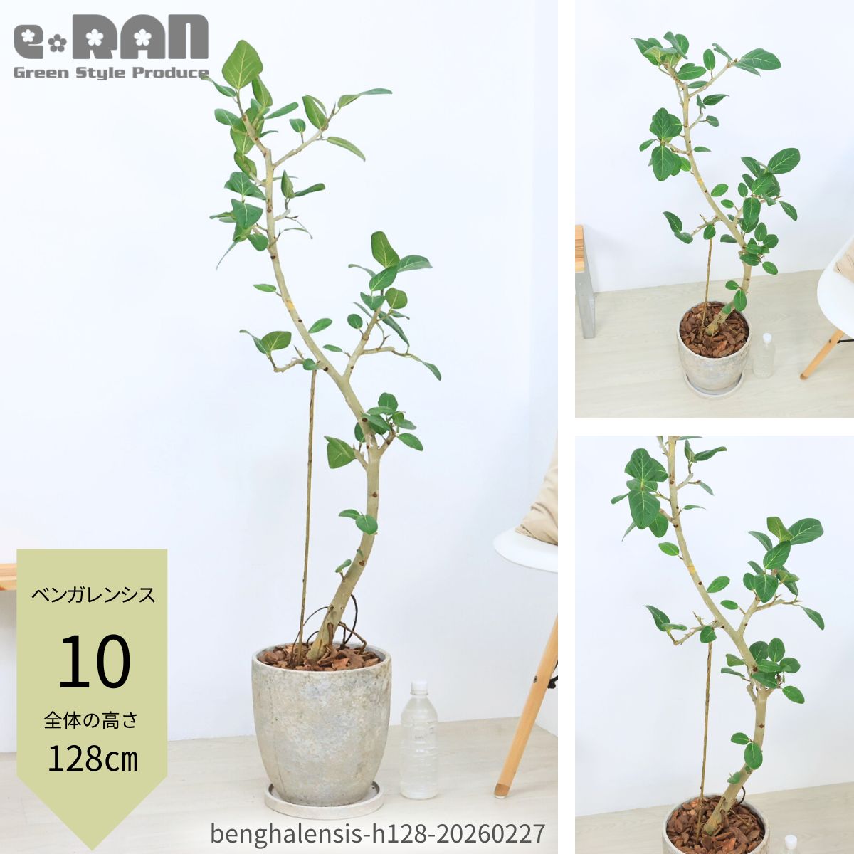 楽天市場】ベンガレンシス 7号の通販