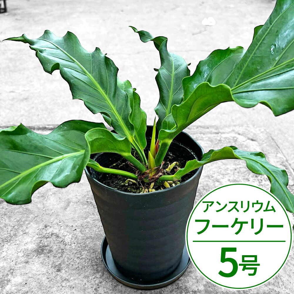 楽天市場】アンスリウム フーケリーの通販
