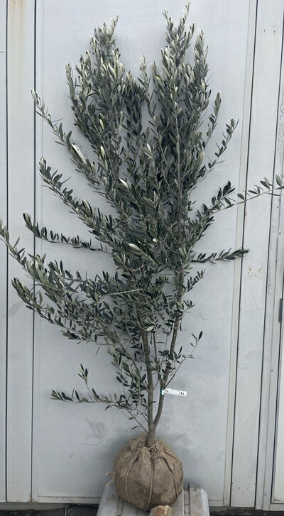 楽天市場】シプレッシーノ オリーブ（高さ（植物）131cm ～）の通販