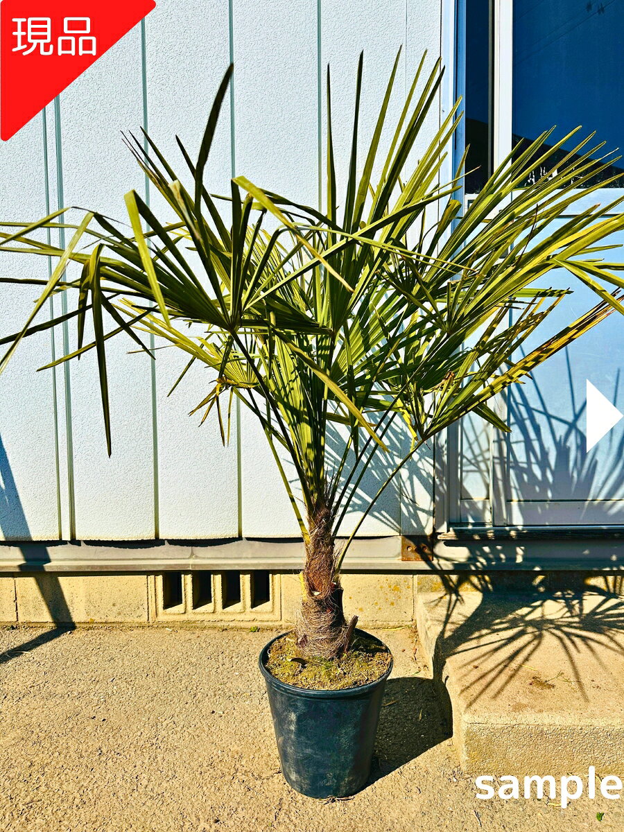 耐寒性があるヤシ シュロの木 約2メートル超え 鉢植え シンボルツリー