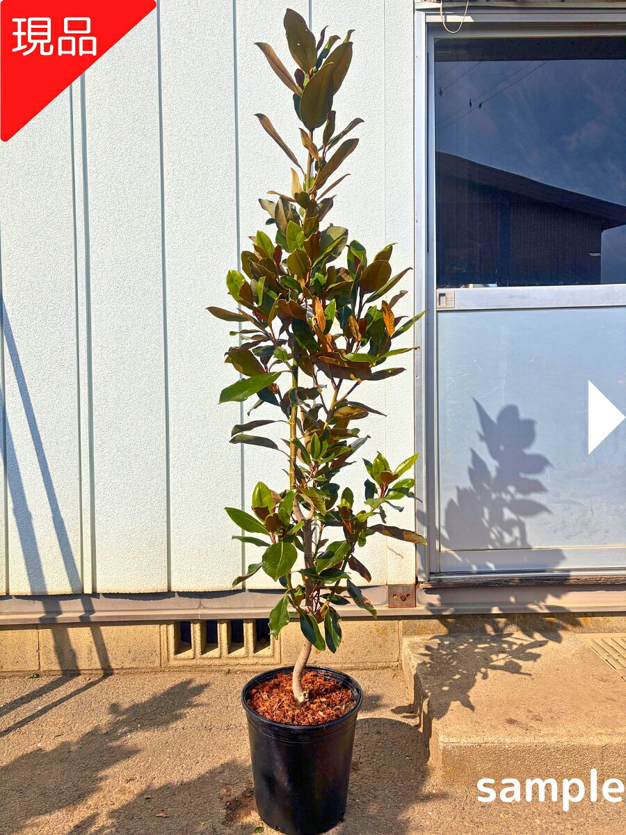 楽天市場】タイサンボク リトルジェム（花・ガーデン・DIY）の通販