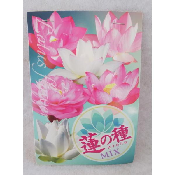 楽天市場】大賀 ハス 種の通販