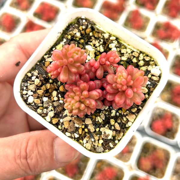 楽天市場】多肉 レッドベリー（花・観葉植物｜花・ガーデン・DIY）の通販