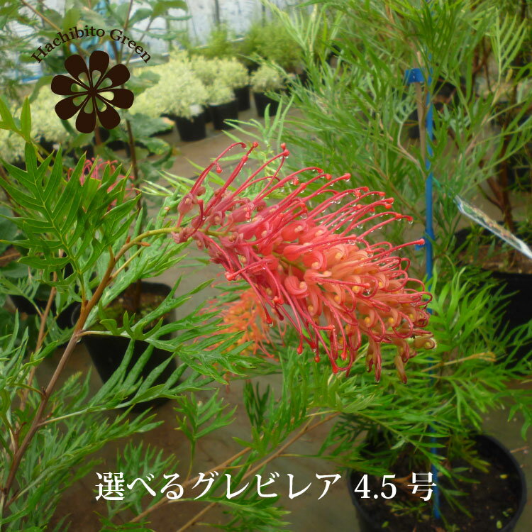 楽天市場】苗 グレビレアの通販