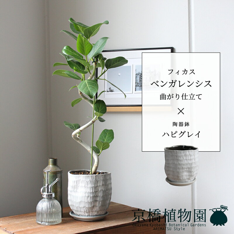 楽天市場】ベンガレンシス 曲がりの通販