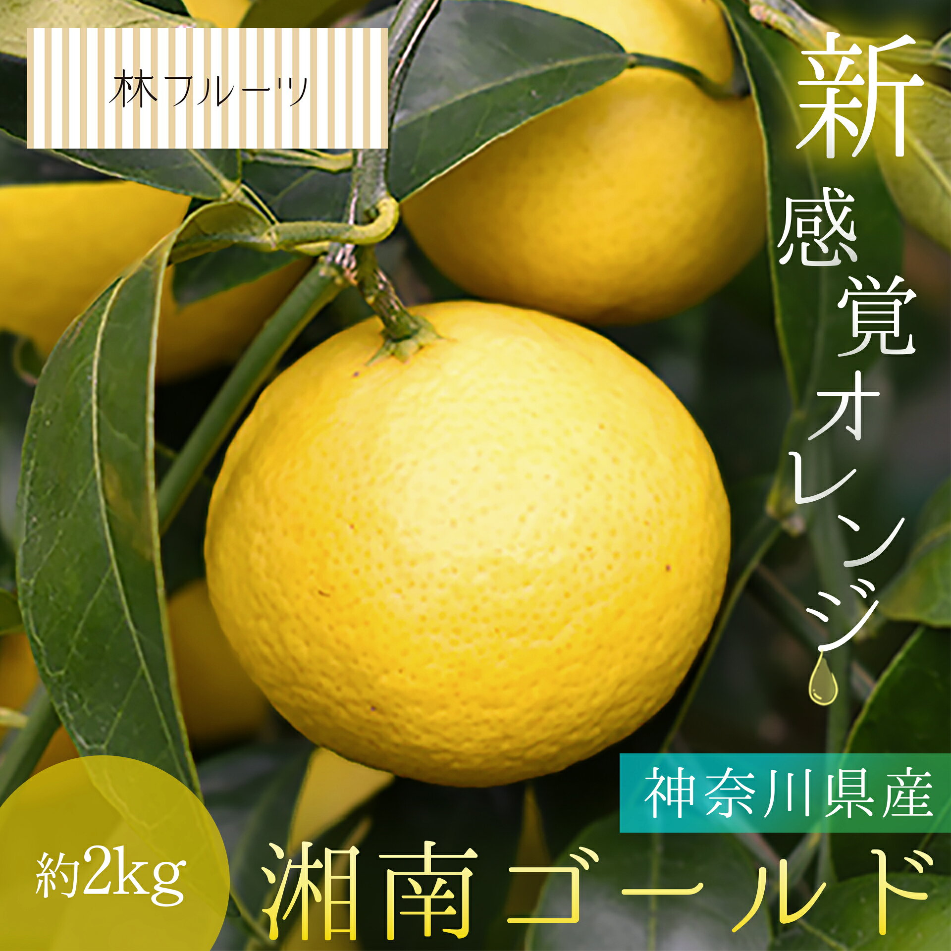 楽天市場】湘南 ゴールド 苗の通販