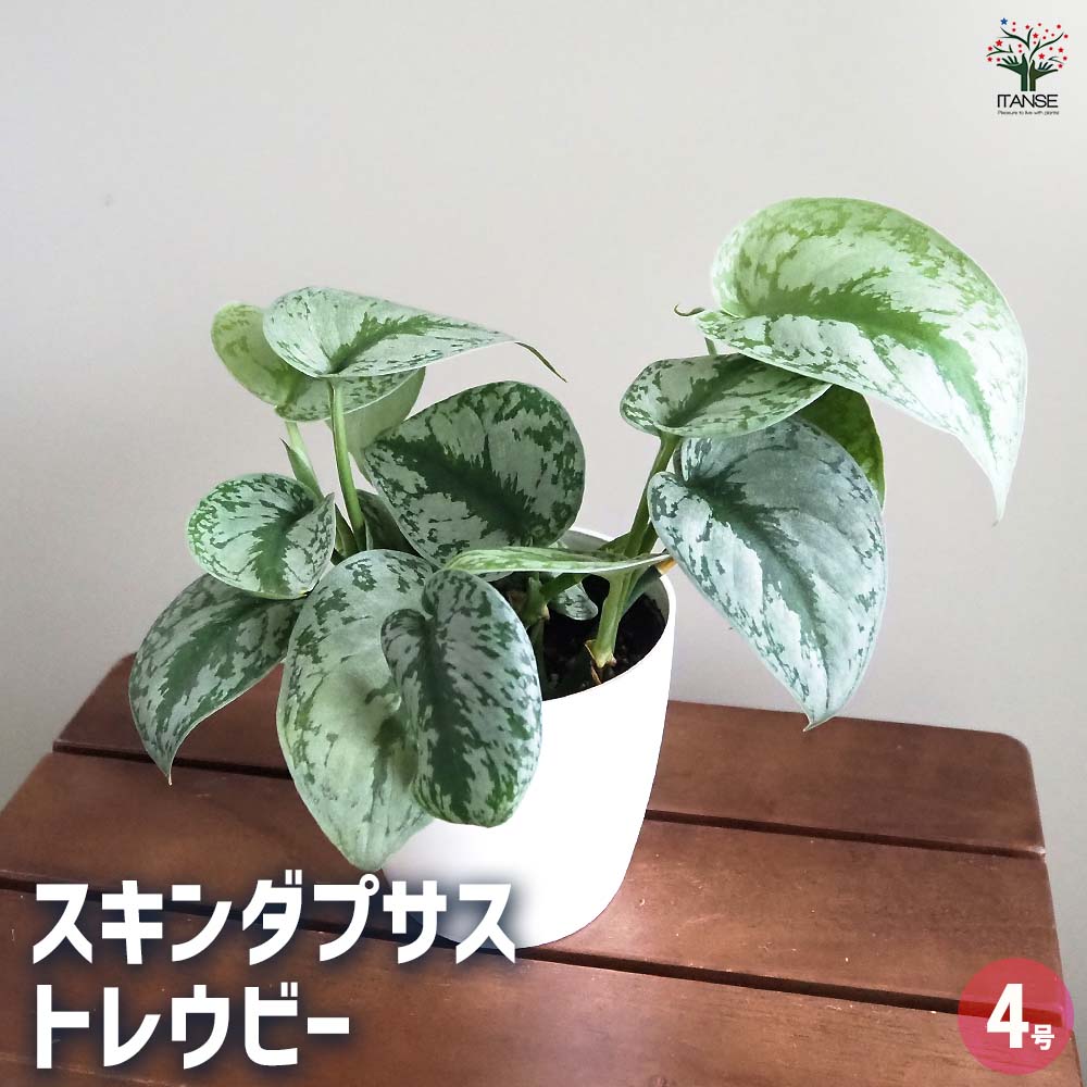 楽天市場】スキンダプサス（花・ガーデン・DIY）の通販