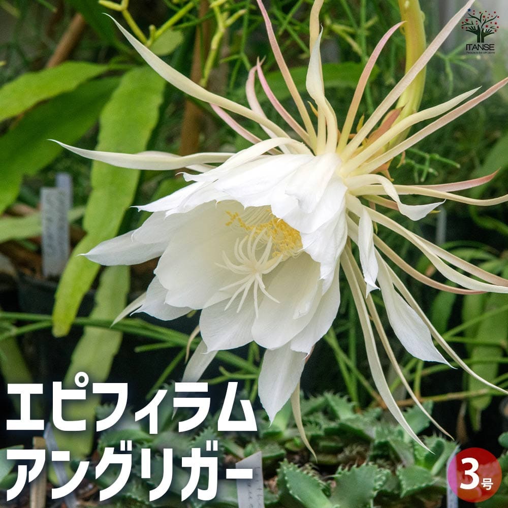 楽天市場】白眉 孔雀の通販