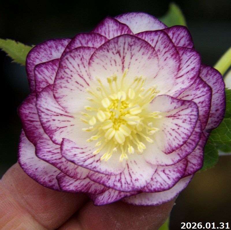 楽天市場】クリスマスローズ ダブル ゴールドの通販