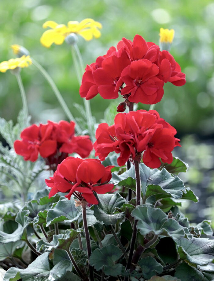 楽天市場】ゼラニウム 苗（ガーデニング・農業｜花・ガーデン・DIY）の通販