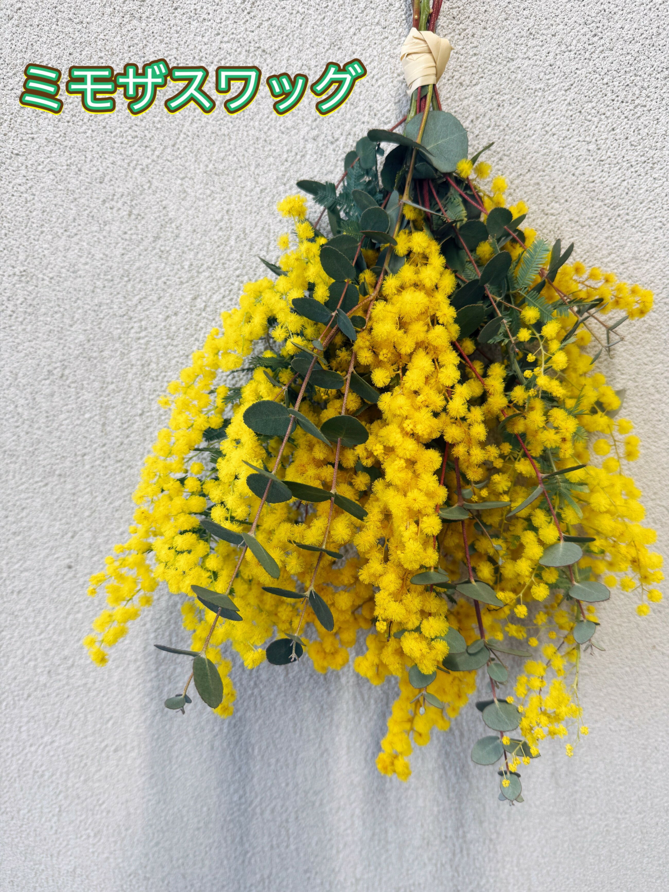 楽天市場】ユーカリ ミモザの通販